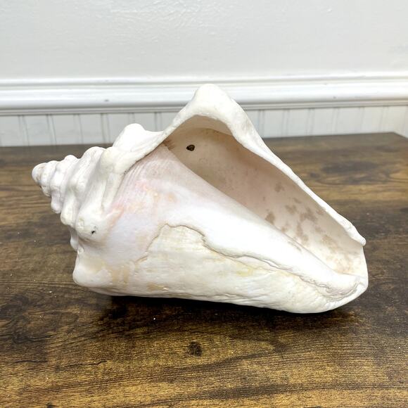 Horned Conch Shell Natural Beach House Decor Cream 8.5" x 5" Seashell Ocean - Picture 1 of 16